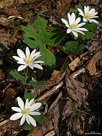 S. canadensis