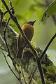 Blue-fronted flycatcher