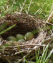 Foto eines Vogelnests mit Eiern