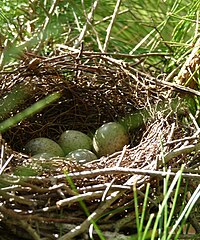 Blue Jays nest.jpg
