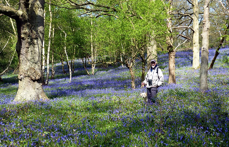 File:Bluebells at The Knapp (34159246515).jpg