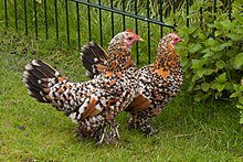 Booted Bantam -peting zoo, The Hague, Netherlands -two-8a.jpg
