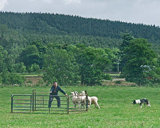 Morning session at the 2008 Aboyne Sheepdog Trials held at Ballogie illustrating a border collie penning sheep. Credit: C.Michael Hogan Border collie penning at Ballogie.jpg