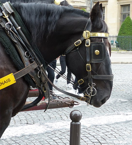 File:Boulonnais black horse head.jpg