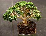 Boxwood demonstration bonsai by Min Hsuan Lo.jpg