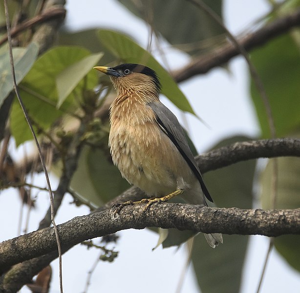 File:Brahminy starling 10.jpg