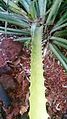 Bromelia sylvicola 1.jpg