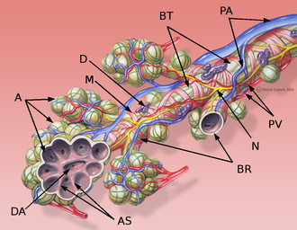 Alvéolos pulmonares: A. Alvéolos pulmonares, AS. Septum alveolar, BR. Bronquiolo respiratorio, BT. Broquiolo terminal, D. Glándula mucosa, DA. Ductus alveolaris, M. Músculo, N. Nervio, PA. Rama de la arteria pulmonar, PV. Rama de la vena pulmonar