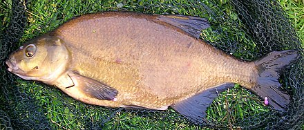 A mature bronze-coloured common bream from the Netherlands