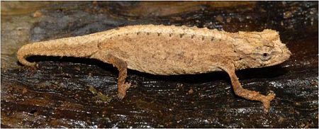 Brookesia desperata