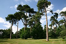 Trees growing in a grassy sward