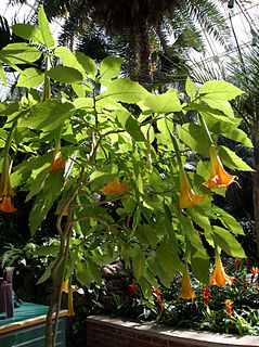 Brugmansia