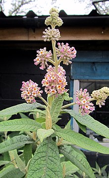 Buddleja-x-winter-sun.jpg