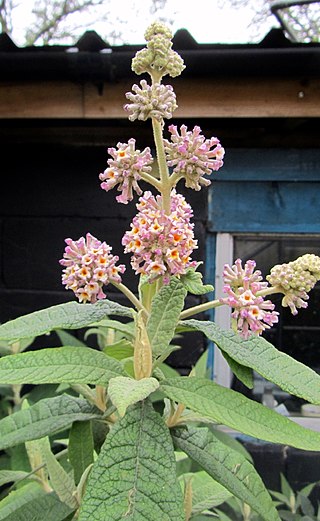 <i>Buddleja</i> Winter Sun Flowering plant cultivar