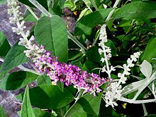 Buddleja stenostachya inflorescence.jpg