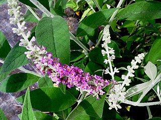 <i>Buddleja stenostachya</i> Species of plant