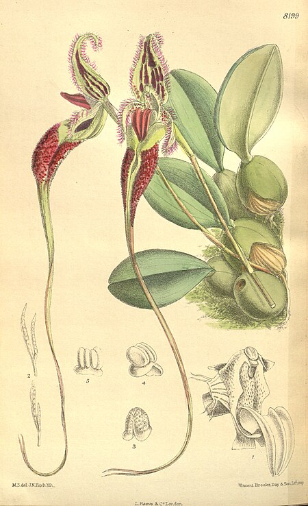 Tập_tin:Bulbophyllum_fascinator_-_Curtis'_134_(Ser._4_no._4)_pl._8199_(1908).jpg