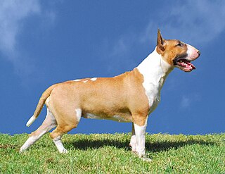 Der Bullterrier ist eine von d