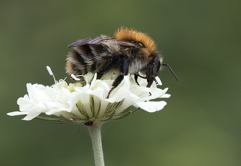 File:Bumblebee, Giresun 09.jpg