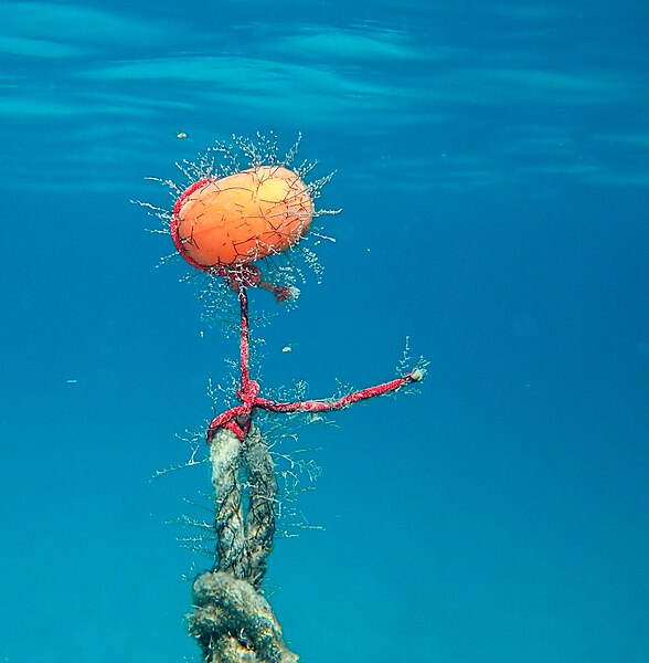 File:Buoy + hydroids (Mellieħa Bay 30.10.2022) DF.jpg