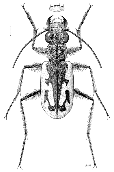 File:COLE Carabidae Neocicindela brevilunata m.png
