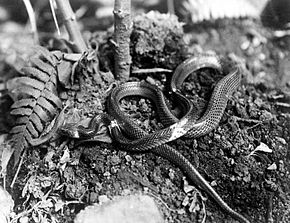 Bildbeschreibung COLLECTIE TROPENMUSEUM Volwassen Lycodon subcinctus ongevaarlijk TMnr 10006443.jpg.