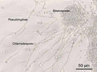 Blastospore