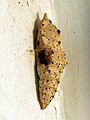 Chrysalis.