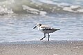 * Nomeação A sanderling, Calidris alba, facing the ocean at Caspersen Beach in Venice, Florida. --Grendelkhan 11:13, 5 June 2024 (UTC) * Promoção  Support Good quality. --Ermell 21:02, 5 June 2024 (UTC)