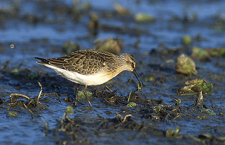 File:Calidris ferruginea (Marek Szczepanek).jpg