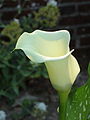 Calla met waterdruppel.