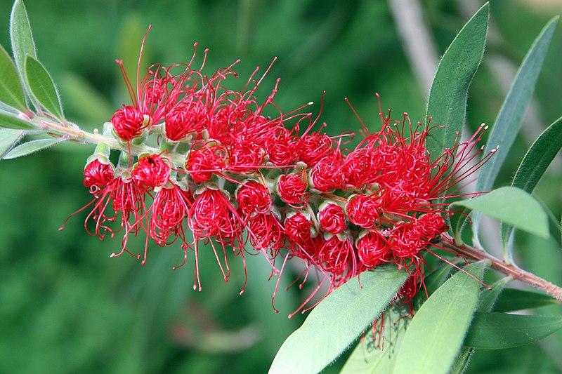 File:Callistemon citrinus 28zz.jpg