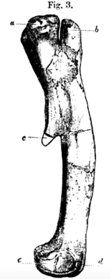 Original illustration of the holotype from Lydekker's first description [1]