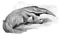 از کتاب تاریخ طبیعی کمبریج، جلد پنجم پستانداران