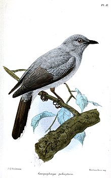 Illustration by Keulemans, 1879 CampophagaPoliopteraKeulemans.jpg