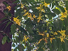 Les fleurs d'ylang-ylang, ressources agricoles de Mayotte, sont rendues sur l'écu par deux étoiles rangées en pointe.