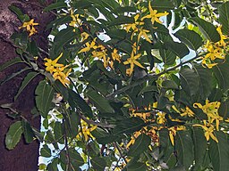 Cananga odorata flowers.jpg