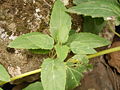 Canarina canariensis