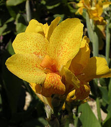 Canna RWallace 01.jpg