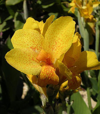 <span class="mw-page-title-main">Canna 'R. Wallace'</span> Flowering plant cultivar