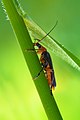 Commons:Picture of the Year/2009/R1/File:Cantharis livida.jpg