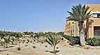 Cape Verde Sal Phoenix canariensis Riu.jpg