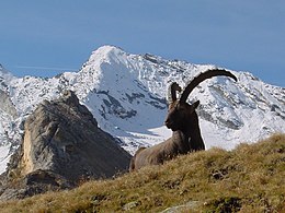 Male Alpine Ibex in Gran Paradiso National Park