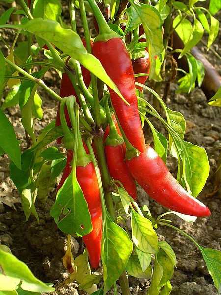 http://upload.wikimedia.org/wikipedia/commons/thumb/f/f5/Capsicum_annuum_%27de_Cayenne%27_003.JPG/450px-Capsicum_annuum_%27de_Cayenne%27_003.JPG