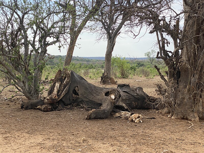 File:Carcass of adult African elephant 001.jpeg