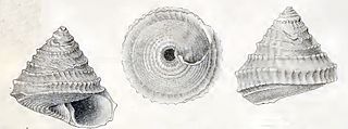 <i>Carenzia melvilli</i> species of mollusc