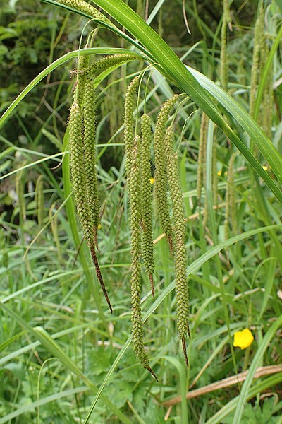 File:Carex geminata kz03.jpg