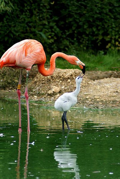 File:Caribbean flamingo6.jpg