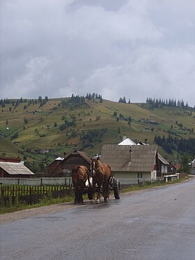 Cavalos leves na aldeia Cârlibaba em Bucovina, Romênia