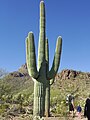 West Saguaro National Park around Sombrero Mountain near Tucson, Arizona in November 2016.